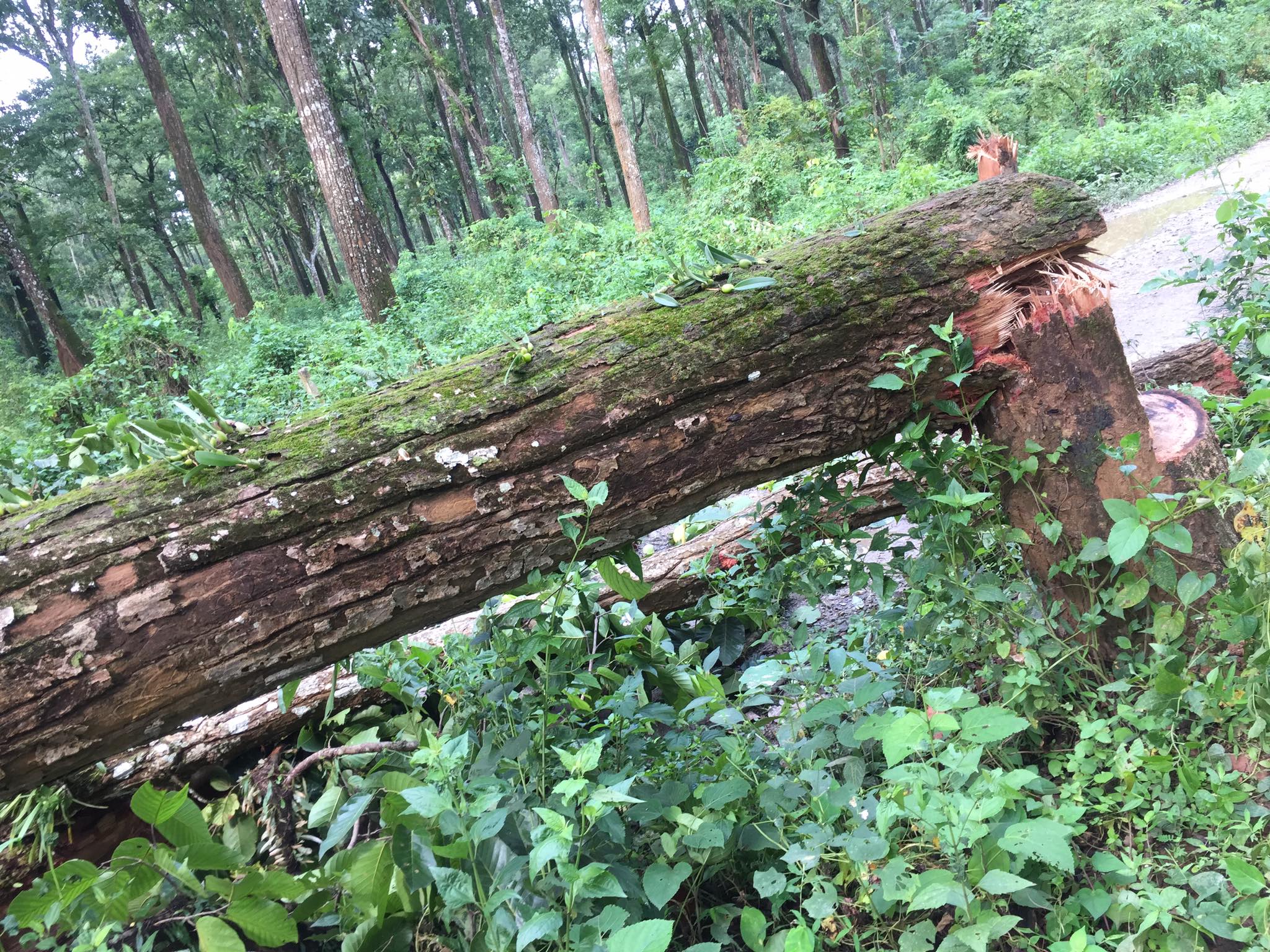 चितवनको कालिका सब- डिभिजन बन कार्यालय नजिकै अज्ञात समुहद्वारा ठुलो संख्यामा रुख कटान 