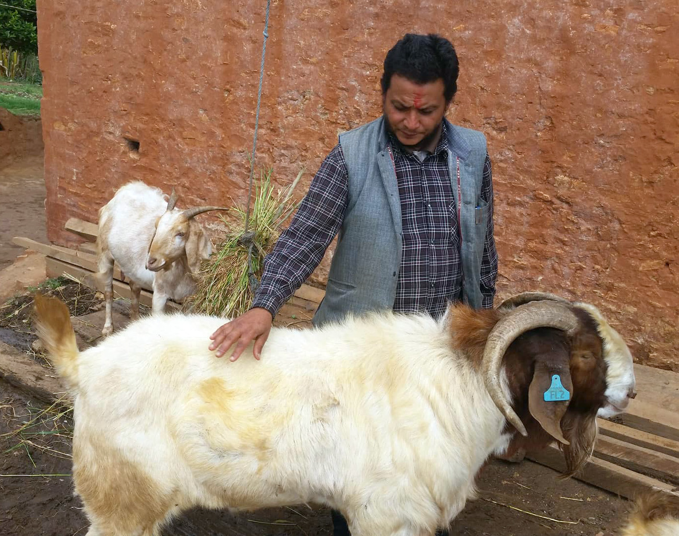 अर्घाखाँचीका किसानले पालेको १ सय ८१ केजीको बोका