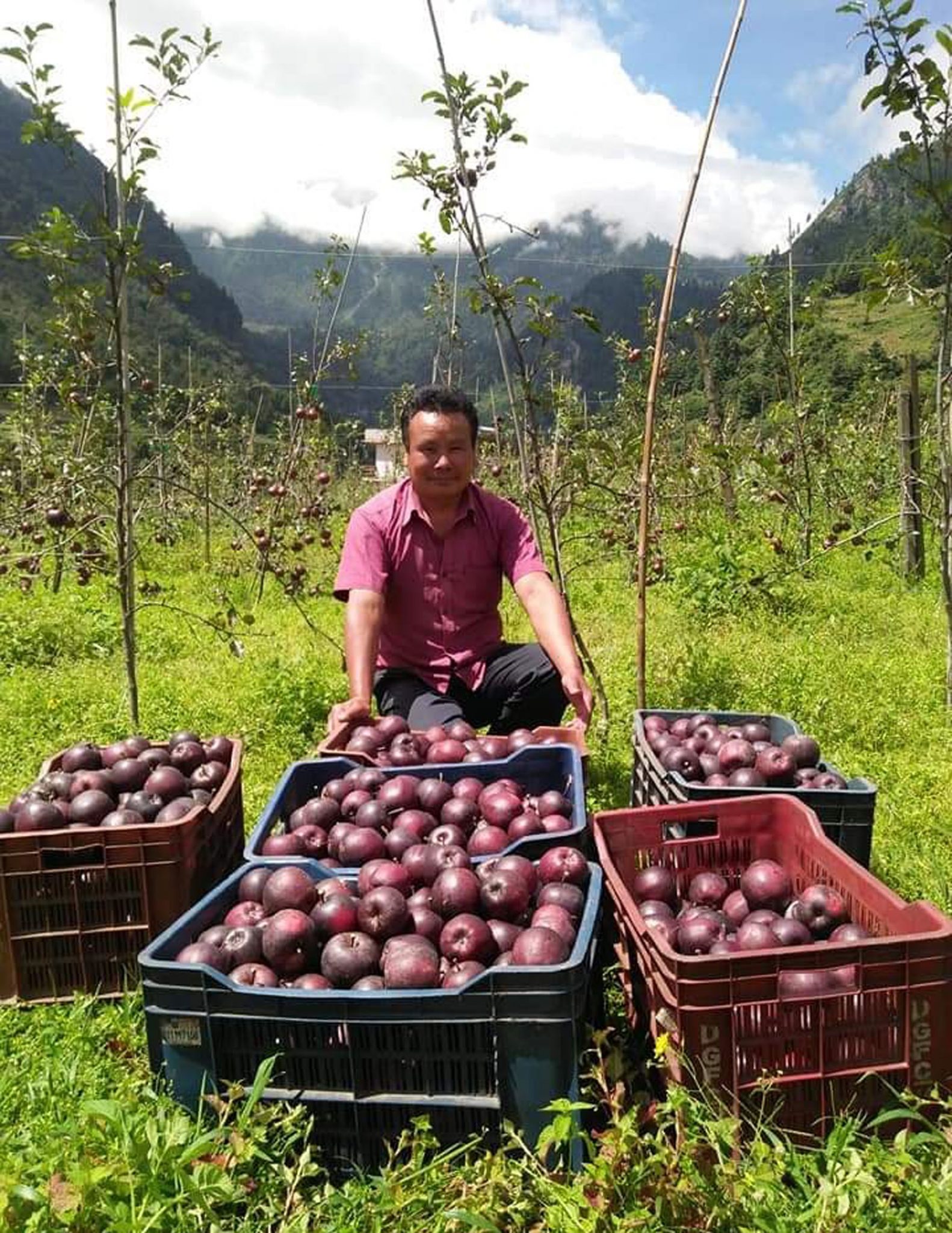 मुस्ताङको स्याउ बजारमा
