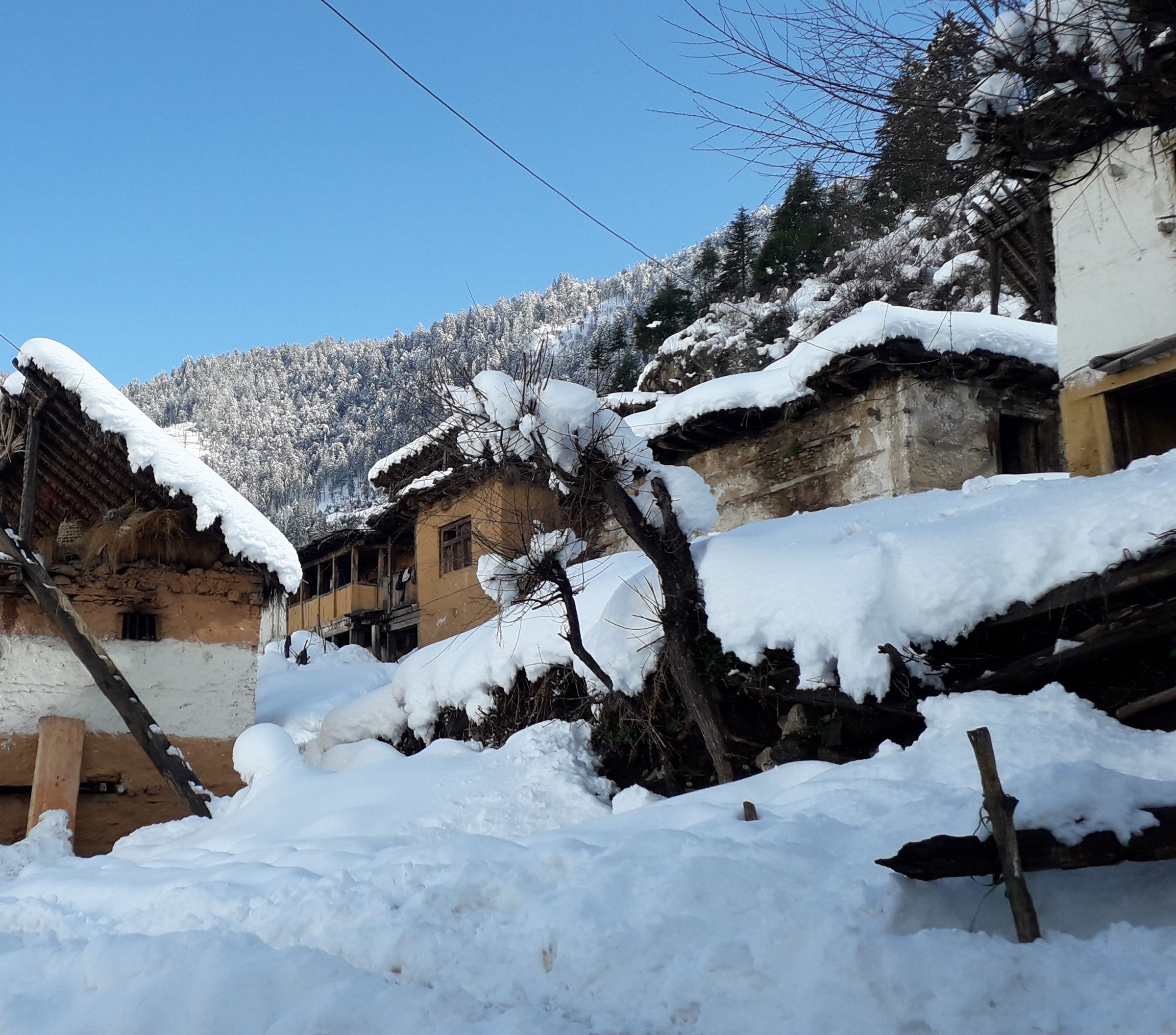 हिमाली भेगमा बाक्लो हिमपातः जनजीवन प्रभावित