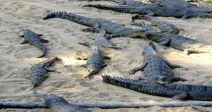 पन्ध्र सय गोही नदीमा छोडियो