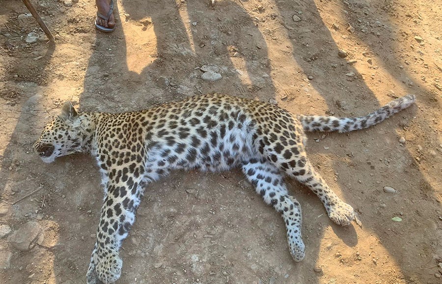 चितवनको सामुदायिक वनमा चितुवा मृत फेला