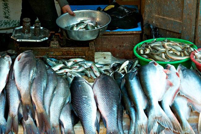 चितवनमा बिक्रीका लागि राखिएको खान अयोग्य माछा नष्ट