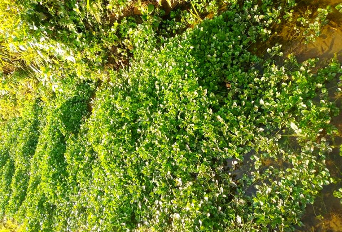 सुरु भयो खोले सागको व्यावसायिक खेती