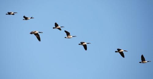 चाँगुनारायण जङ्गलमा चरा गणना सुरु