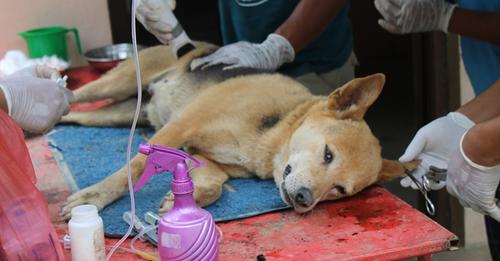 पशु शिविरमा कुकुरको बन्ध्याकरण