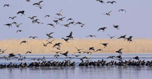 चितवनमा जलपक्षी गणना  सुरु