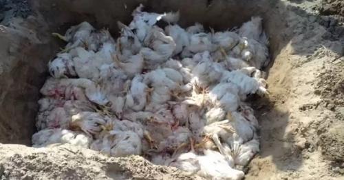 चितवनमा बर्ड–फ्लु पुष्टि भएपछि कुखुरा नष्ट