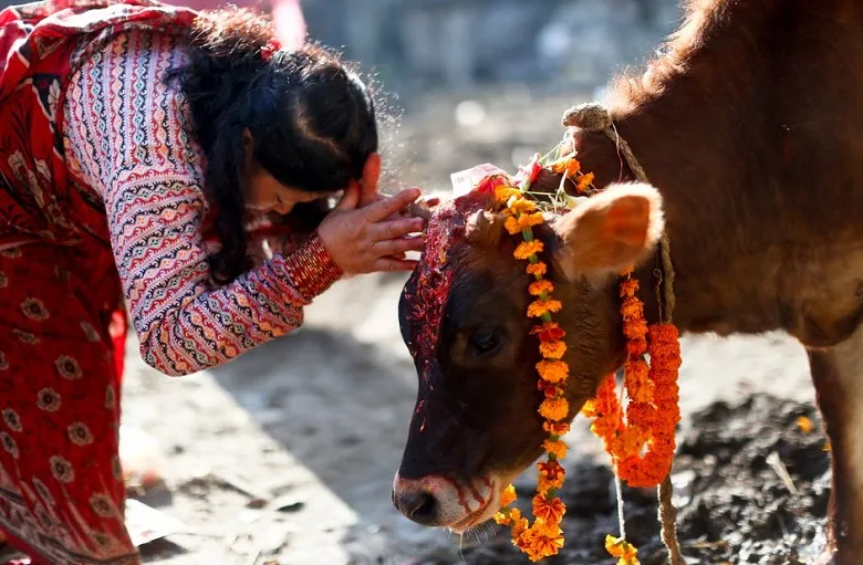 तिहारको चौथो दिन आज गाईको पूजाआजा गरी मनाइँदै
