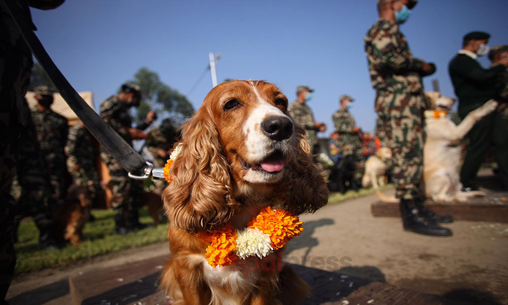 आज  कुकुर तिहार मनाइँदै