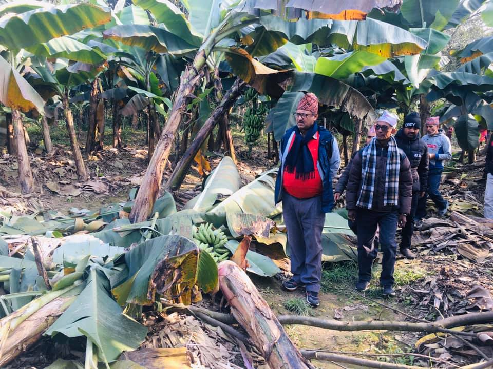 चितवन क्षेत्र नं. ३ (क) मा एमालेका कृष्ण भूर्तेल बलियो बन्दै
