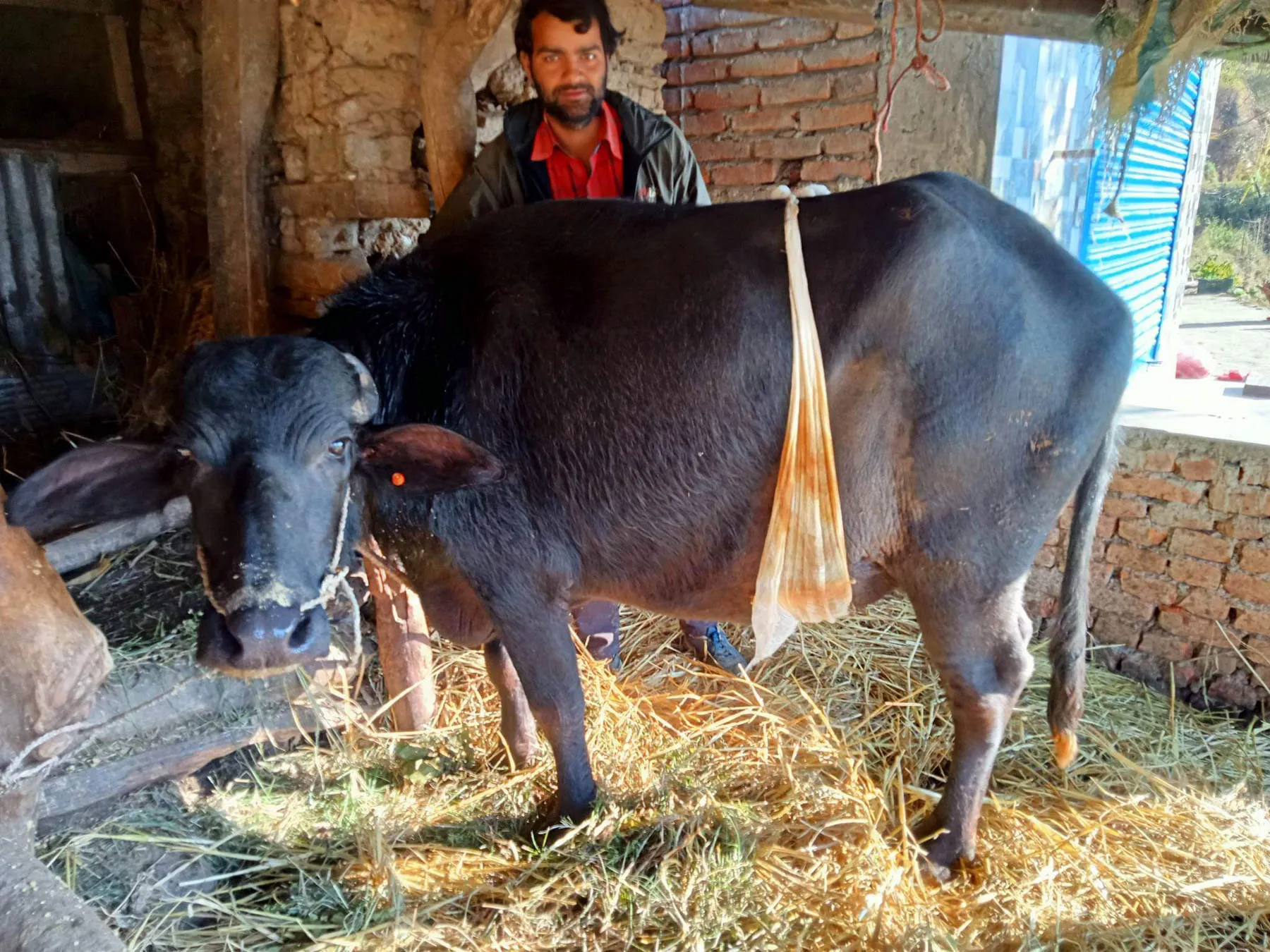 पेटभित्रै पाडो मरेपछि शल्यक्रिया गरेर गराइयो भैंसीलाई सुत्केरी