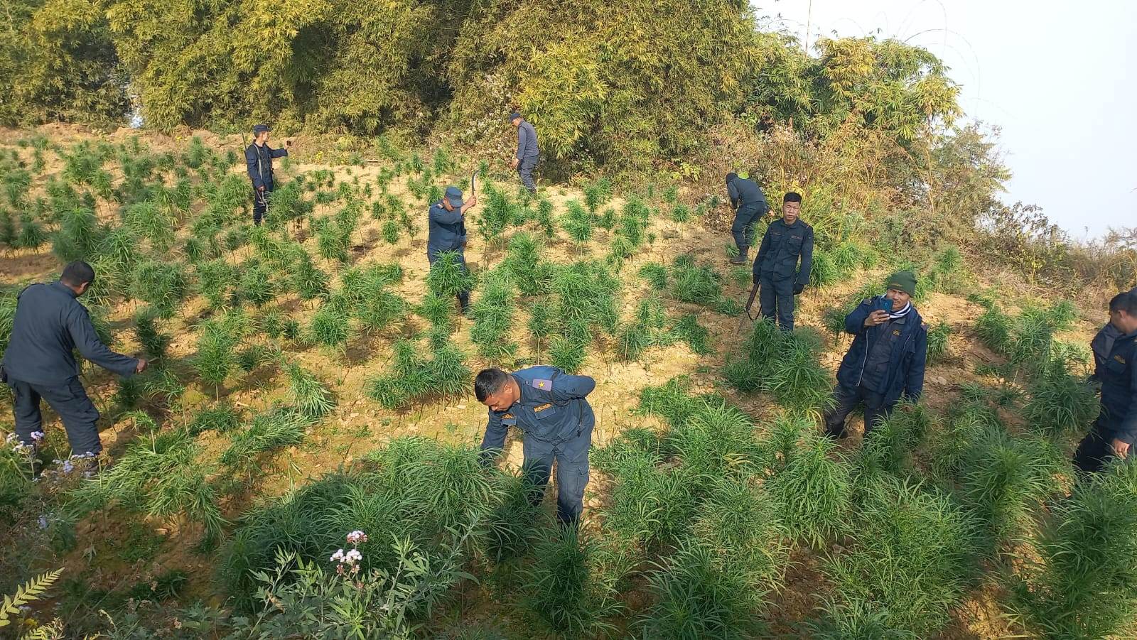 चितवनमा प्रहरीद्वारा अवैध गाँजा र अफिम खेती नष्ट