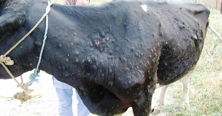 चितवनमा पाँच हजार गाईभैँसीलाई दियो ‘लम्पीस्किन’को औषधि