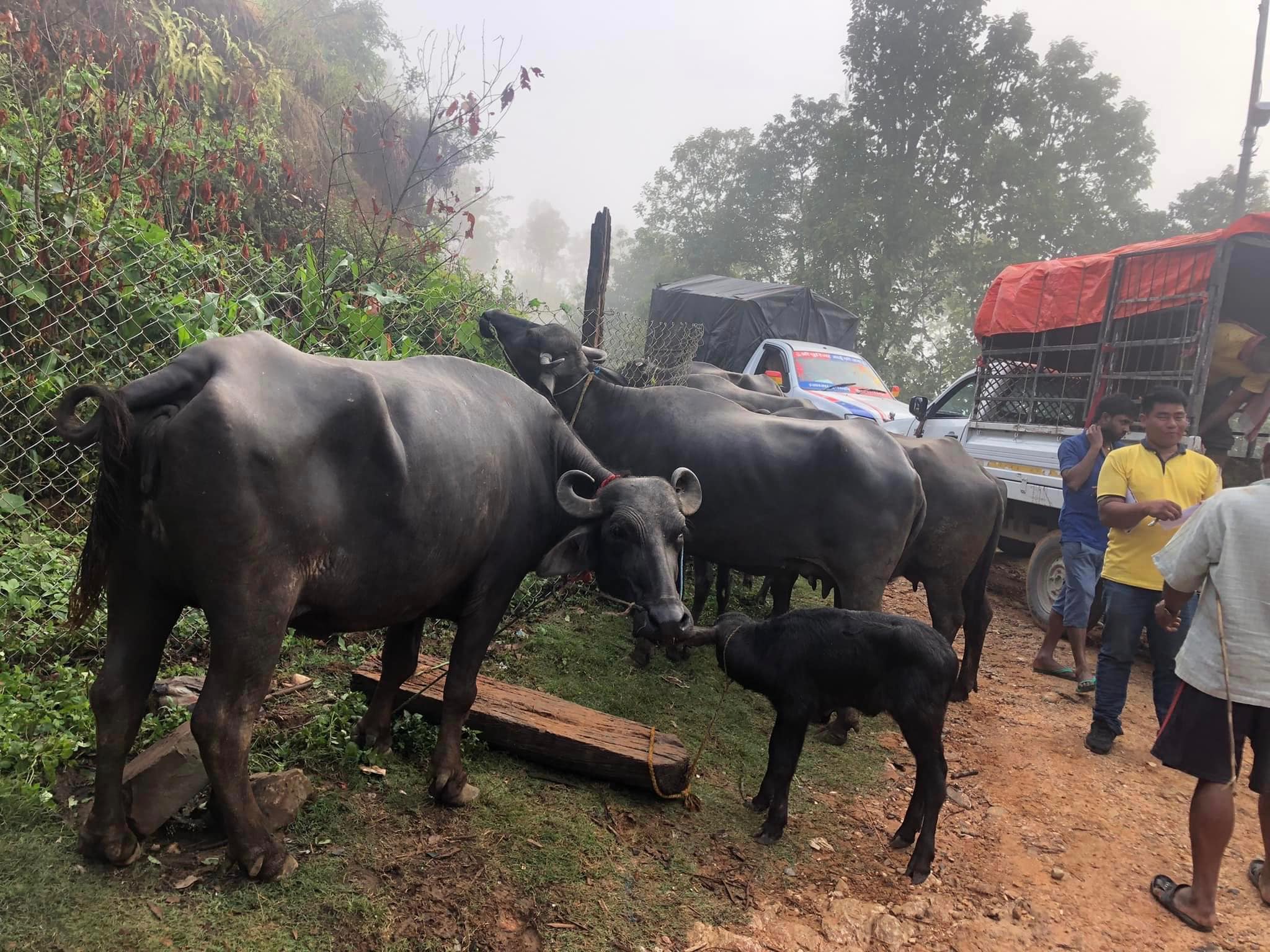 किसानलाई दुहुनो भैँसी वितरण