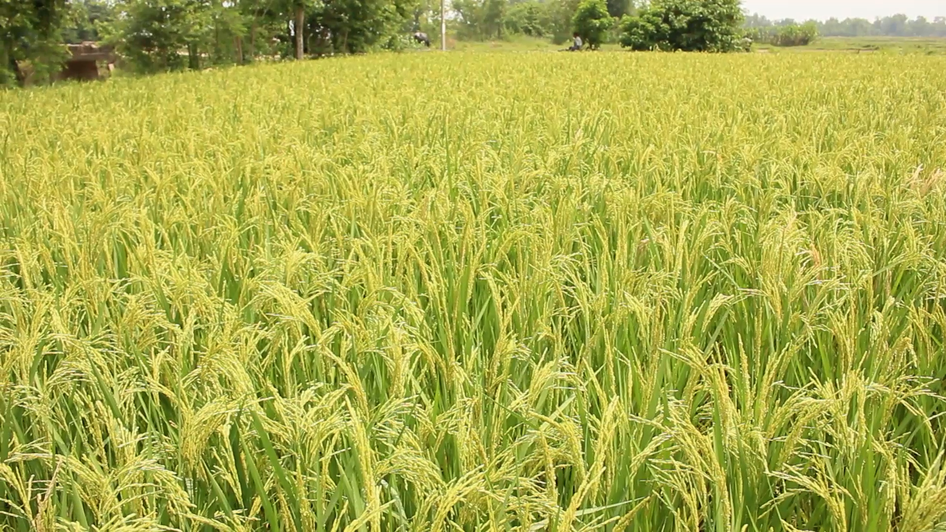 चितवनमा चैते धान प्रोत्साहन कार्यक्रममा अधिक निवेदन