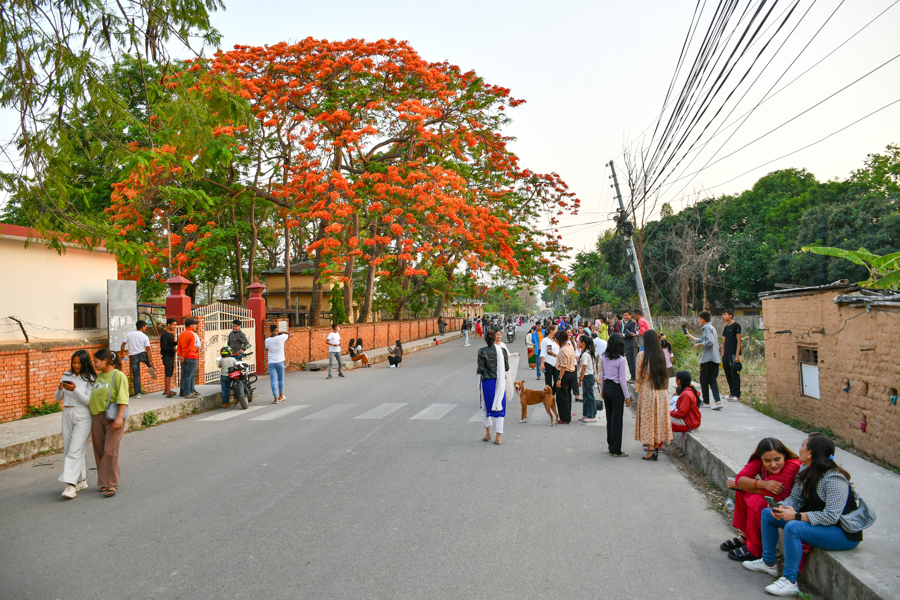 ढकमक्क फुलेको गुलमोहर