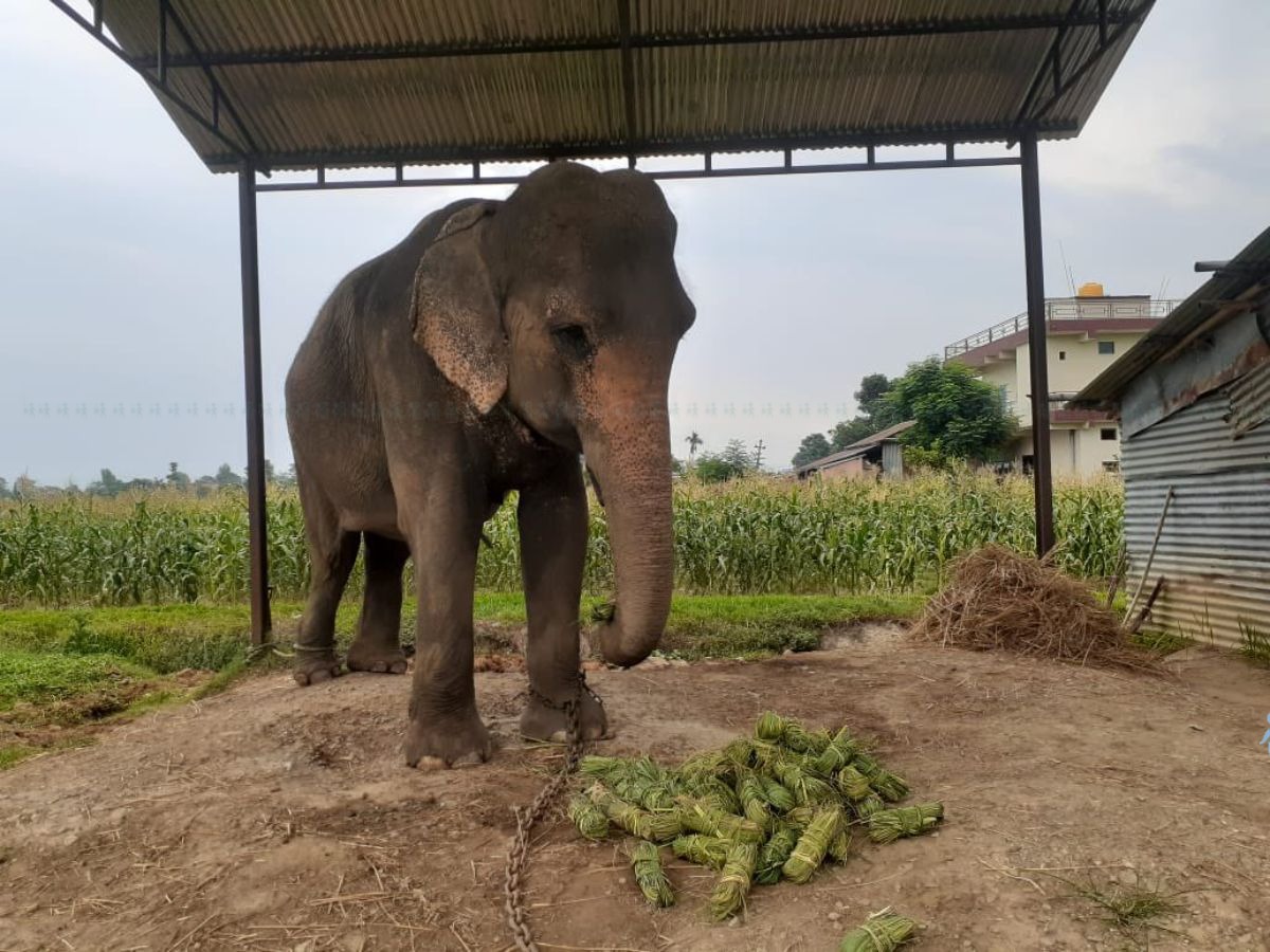 चितवनको सौराहामा  सुँड काटिएको हात्तीले दाना खान थाल्यो