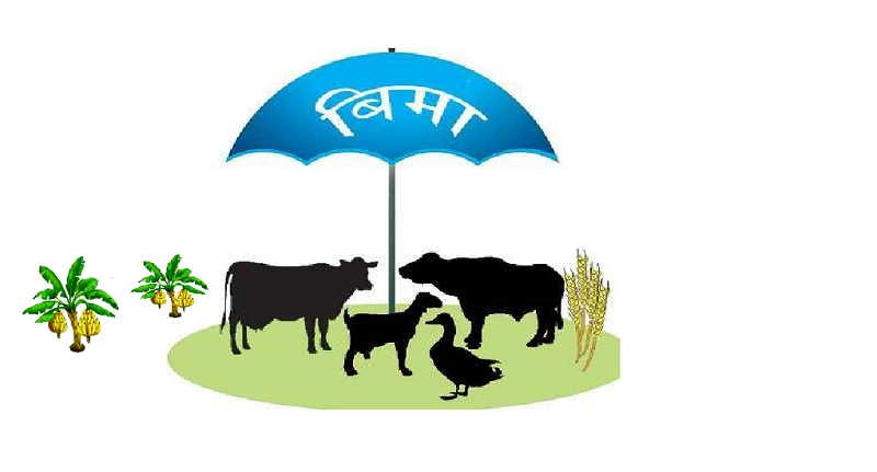 चितवनमा बीमा कम्पनीले पशुधनको बीमा गर्न छाडिदिए