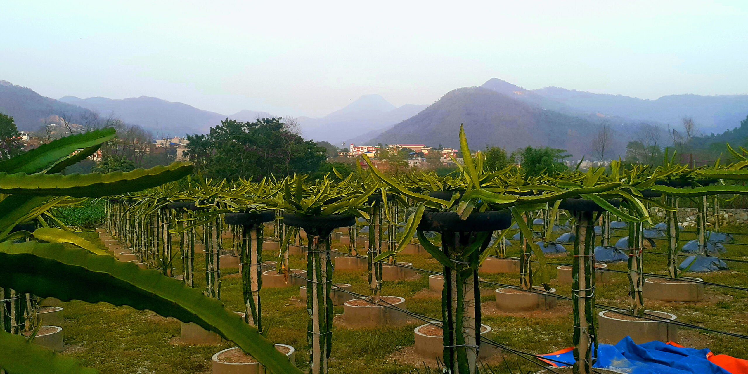 व्यावसायिक ड्रागन फ्रुट खेती