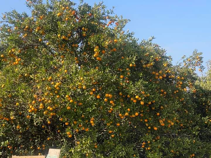चितवनको इच्छाकामनामा आजदेखि सुन्तला महोत्सव