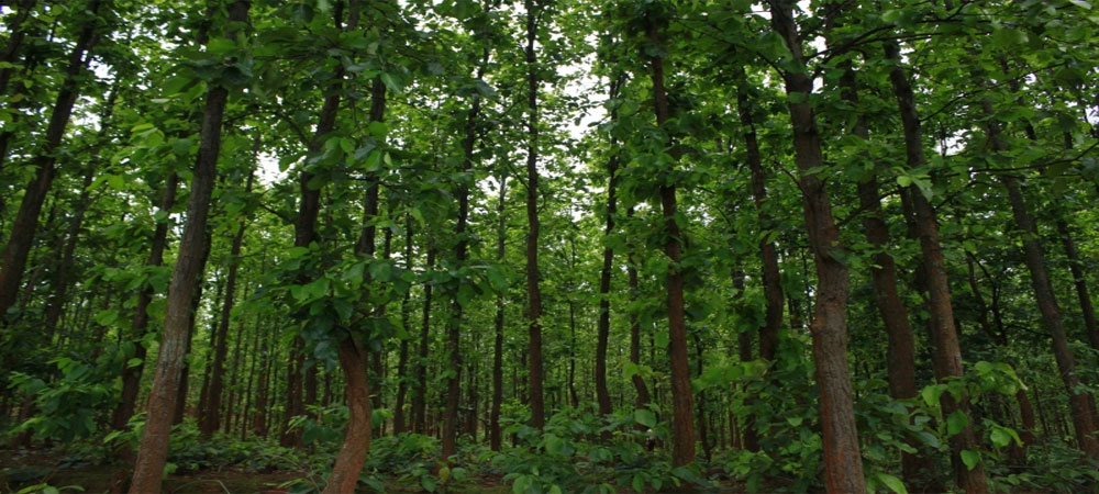 चितवनका एक सय एकहत्तर निजी वन व्यवस्थापनमा