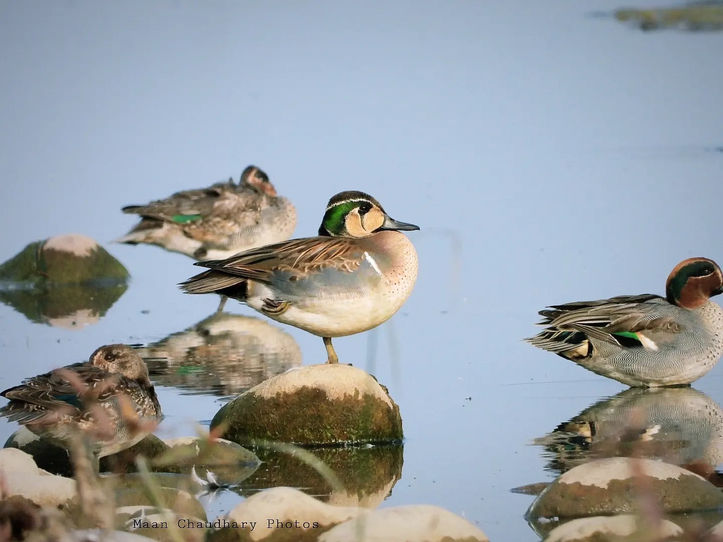 विश्वमै अति दुर्लभ बैकाल गैरी चरा नेपालमा भेटियो