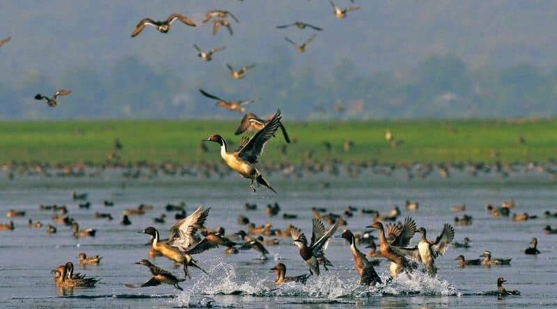 चितवनमा भेटिए ५३ प्रजातिका चरा