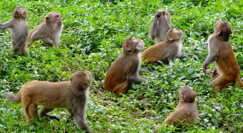 रातो बाँदरलाई कृषि हानिकारक वन्यजन्तु घोषणा गर्दै सरकार