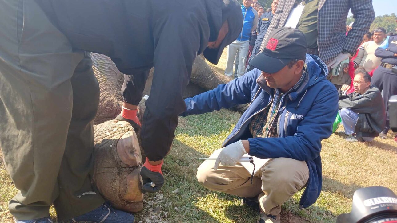 चितवन हात्ती तथा पर्यटन महोत्सव: सौराहाका हात्तीको स्वास्थ्य परीक्षण