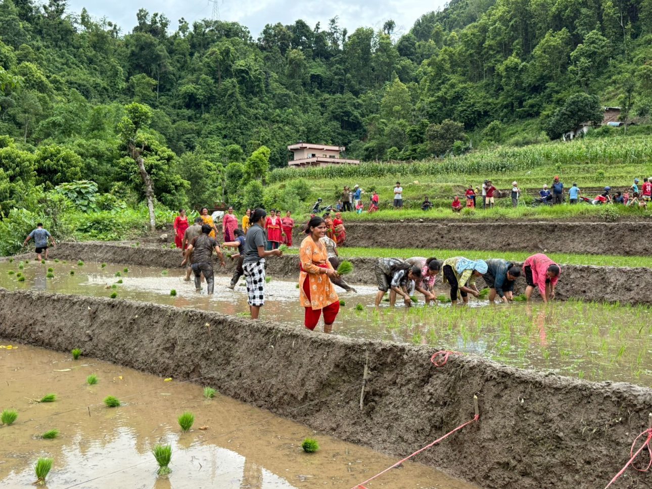 गण्डकी-७ मजुवामा २२ औँ राष्ट्रिय धान दिवस विविध कार्यक्रमका साथ सम्पन्न