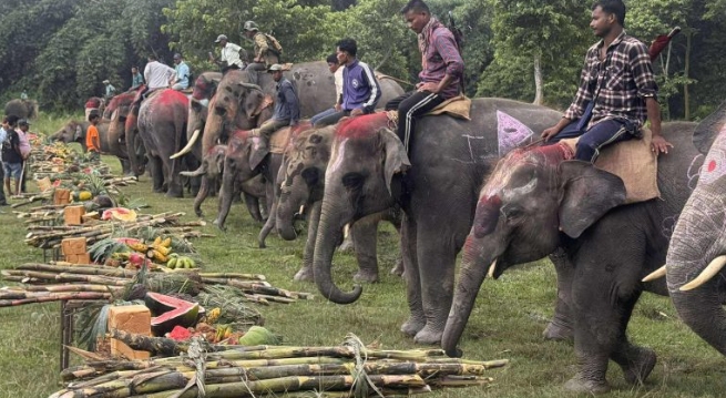 अन्तर्राष्ट्रिय हात्ती दिवस: सौराहामा हात्तीलाई खुवाइयो वनभोज